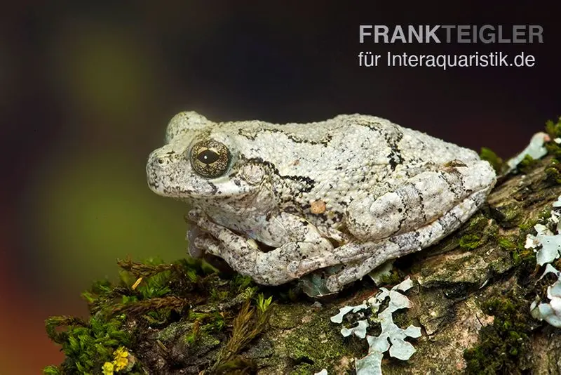 Marmorierter Laubfrosch, Dendropsophus marmoratus