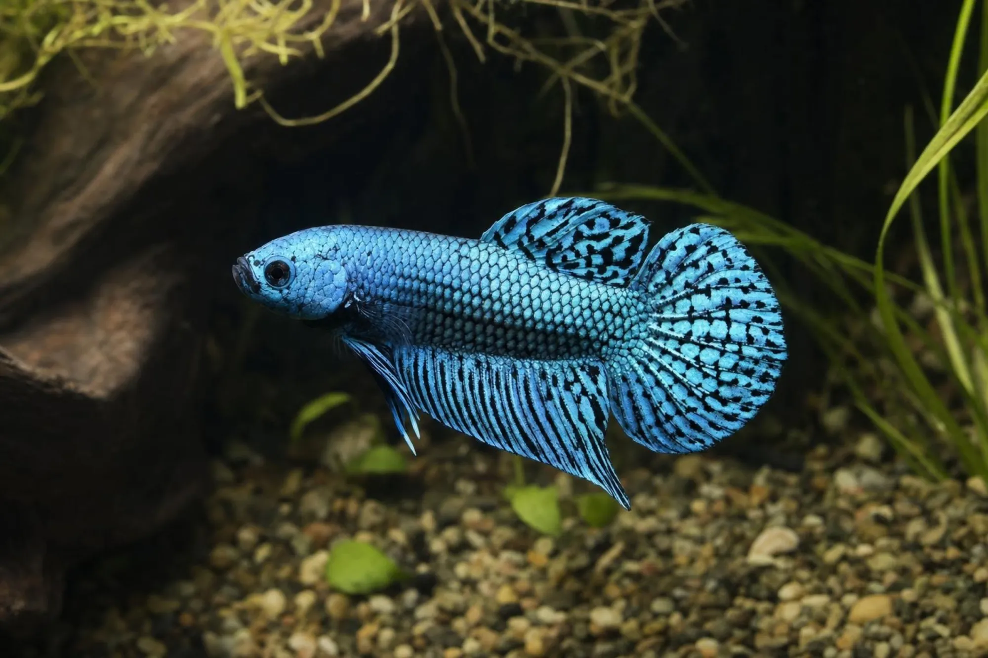 Alien-Kampffisch Stahlblau, Weibchen, Betta sp.