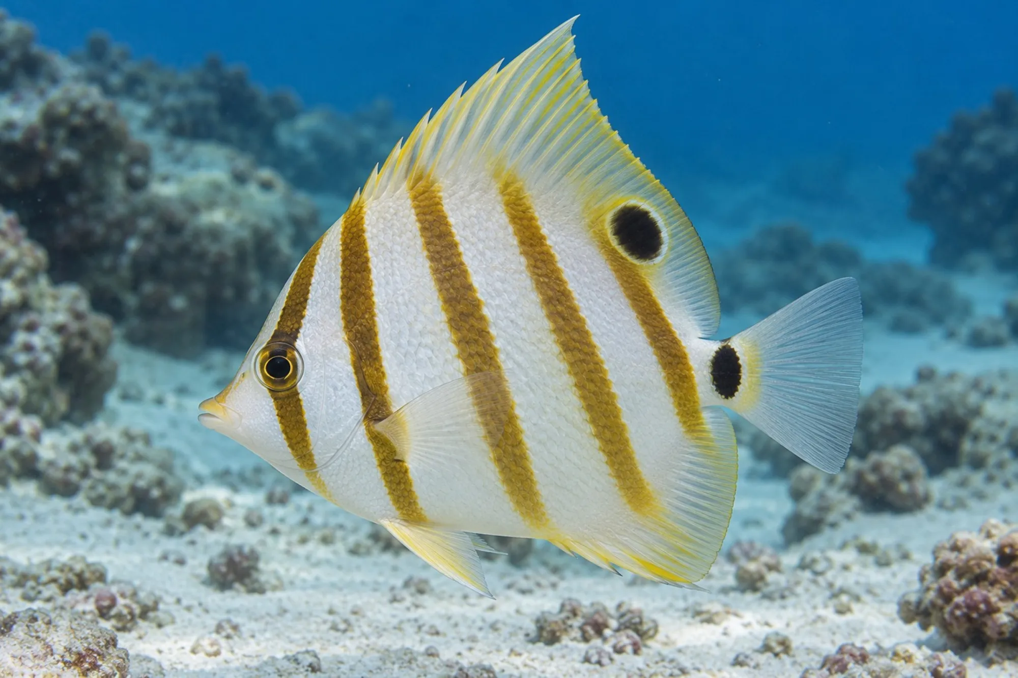 Fünfbinden Falterfisch, Parachaetodon ocellatus