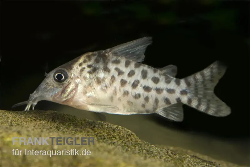 Gepunkteter Panzerwels, Corydoras punctatus, 3-4 cm