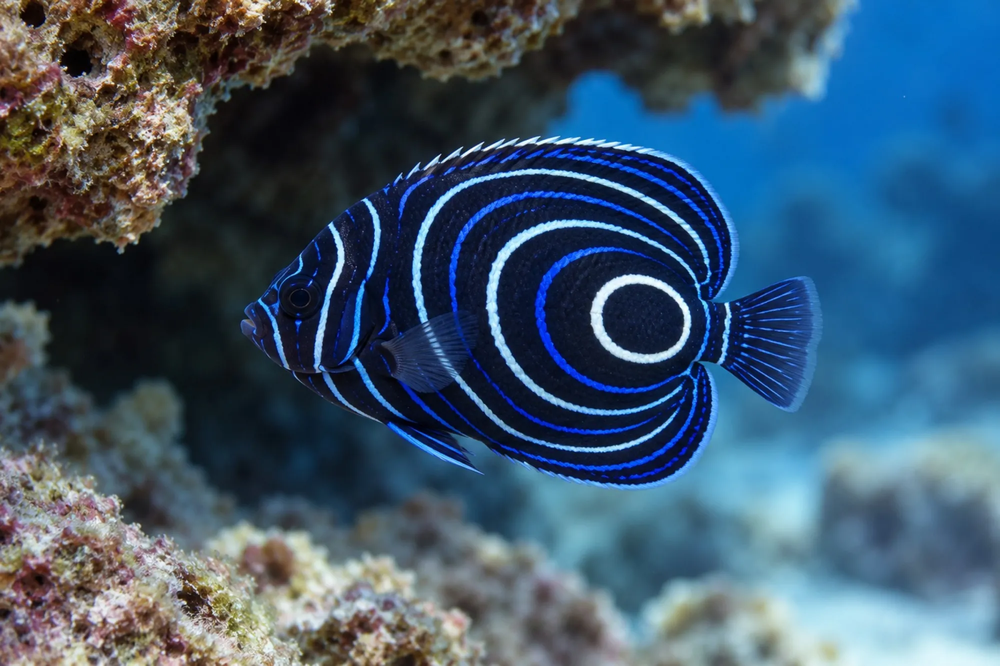 Imperator-Kaiserfisch Nachzucht, Pomacanthus imperator