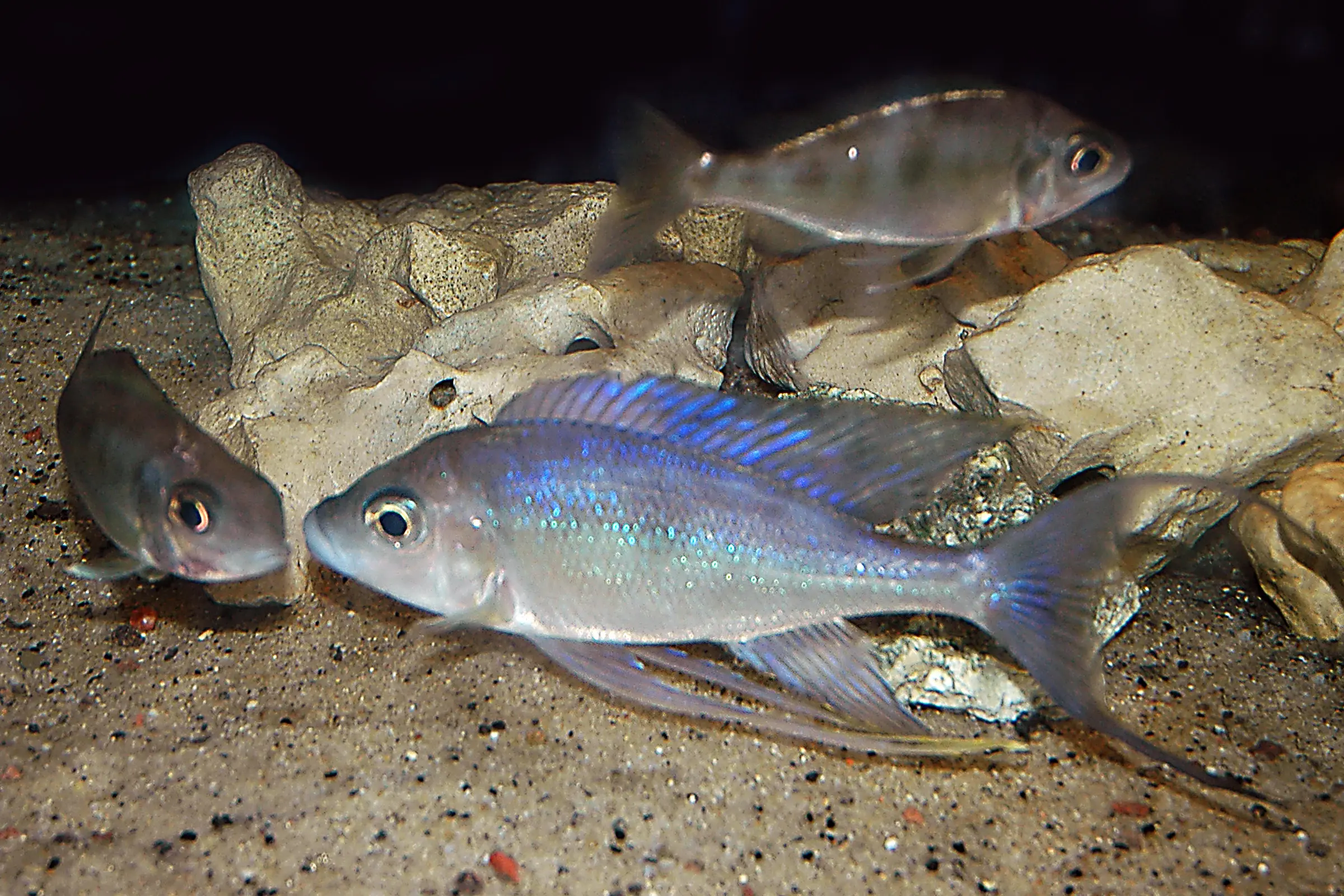 Kigoma-Fadenmaulbrüter, Cyathopharynx furcifer KIGOMA, DNZ