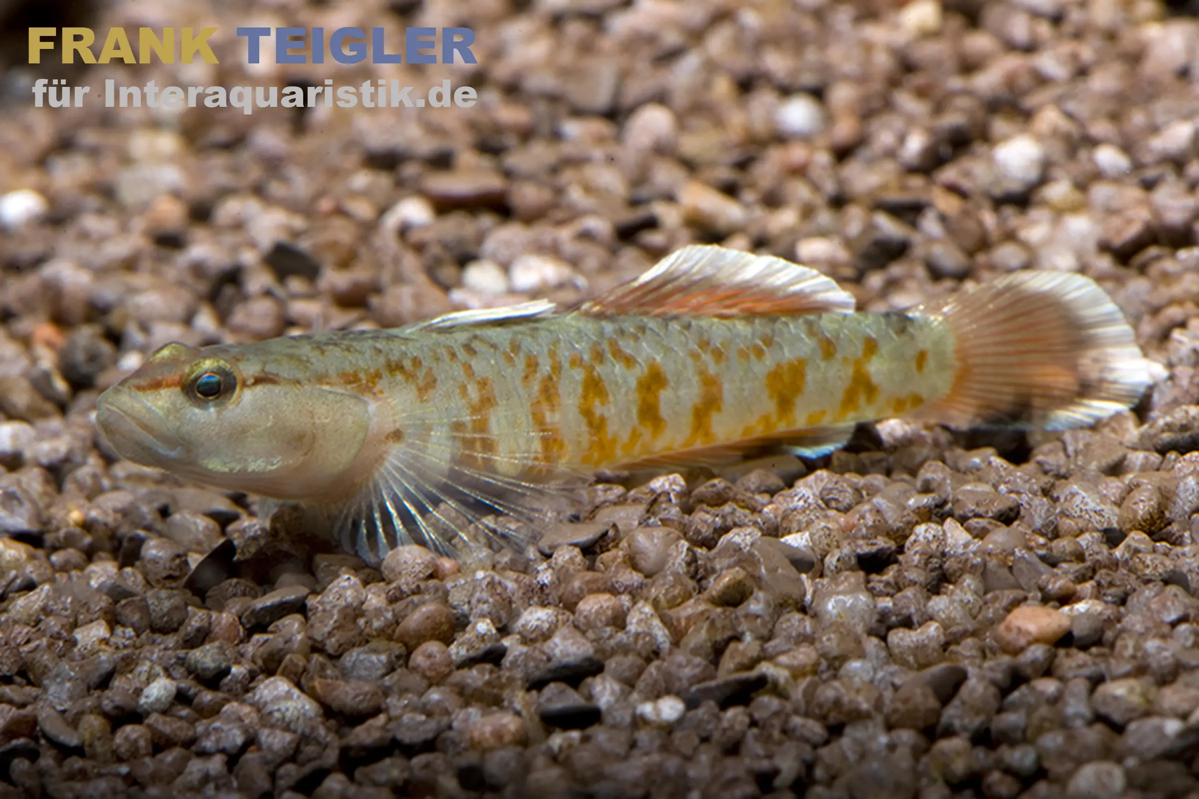 Flammengrundel, Rhinogobius zhoui 