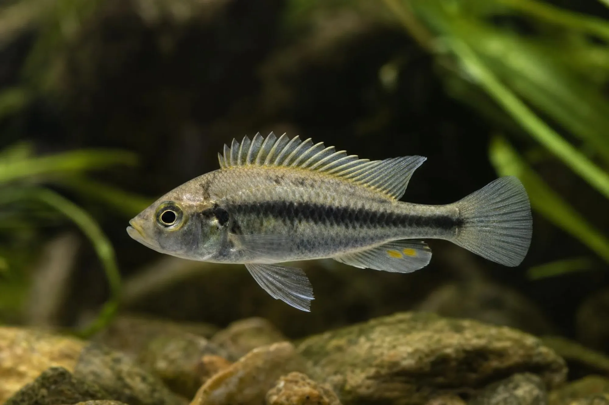 Broken-Bar-Buntbarsch, Enterochromis paropius
