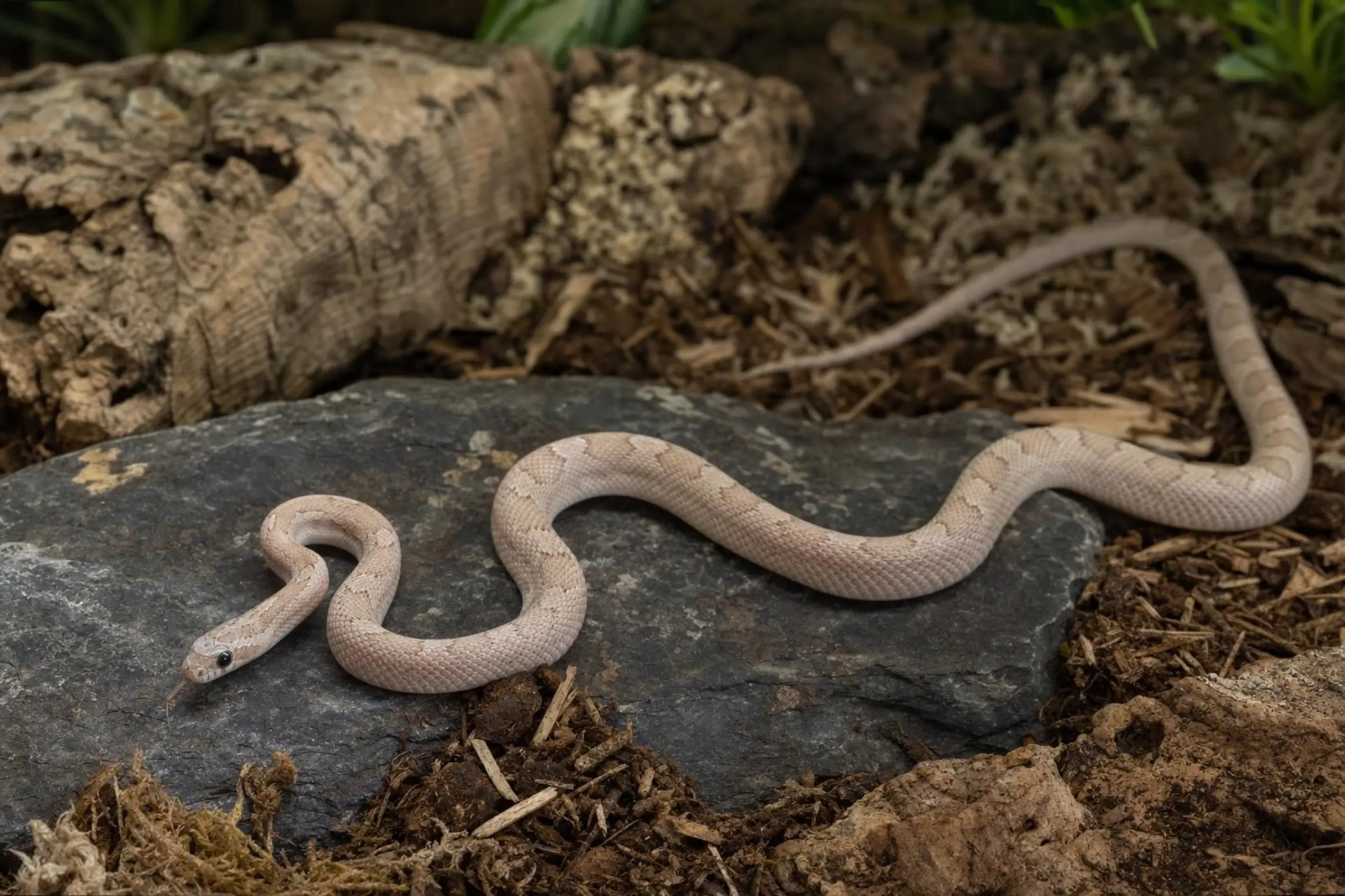 Kornnatter „Ultramel Pewter“ (NZ), Pantherophis guttatus