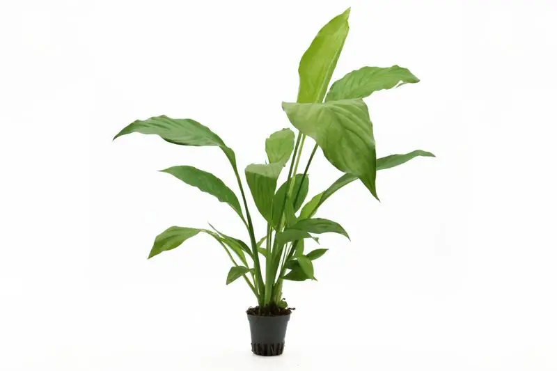 Einblatt, Spathiphyllum wallisii (Terrariumpflanze)
