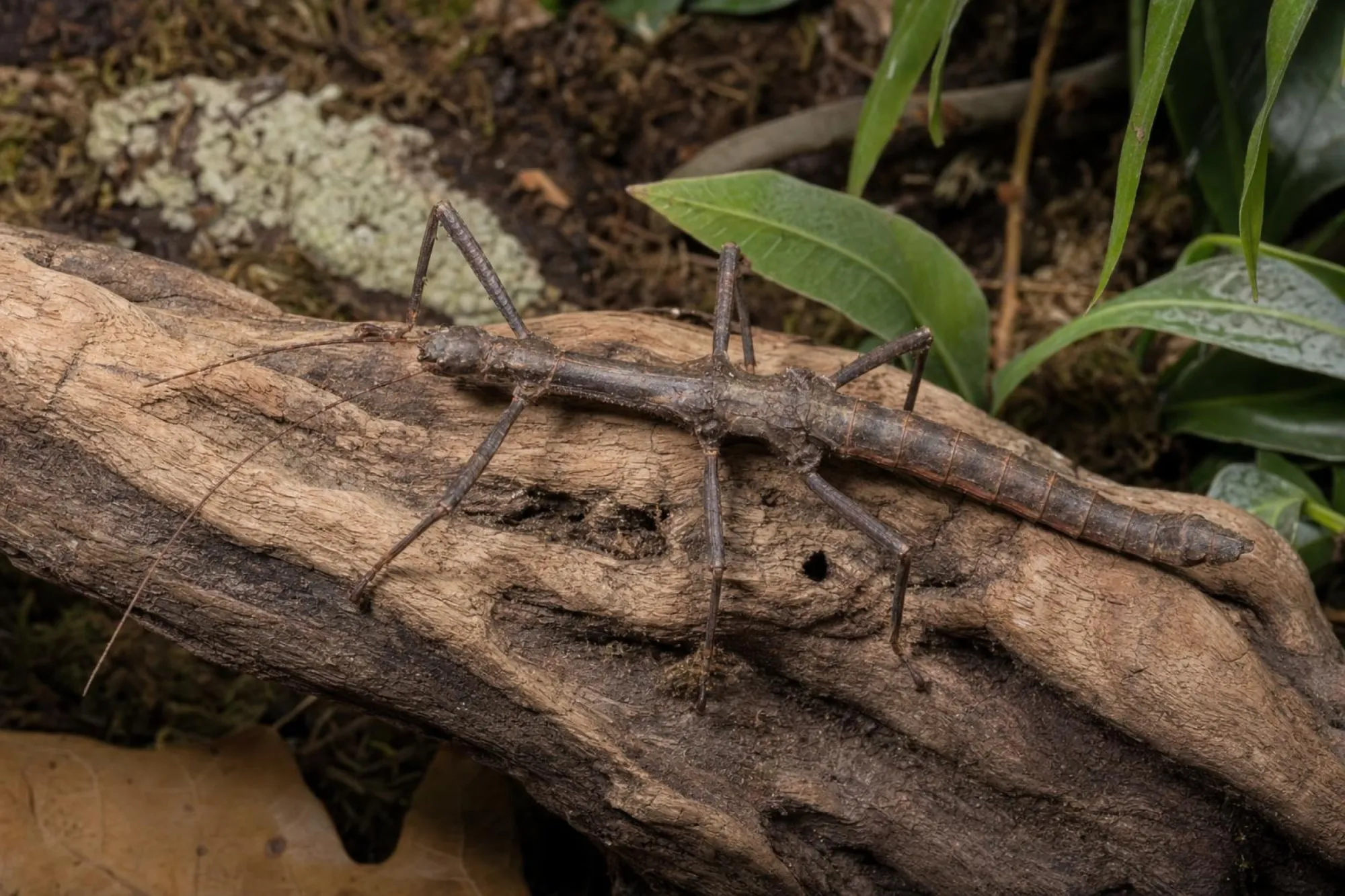 Riesendornschrecke, Trachyaretaon carmelae