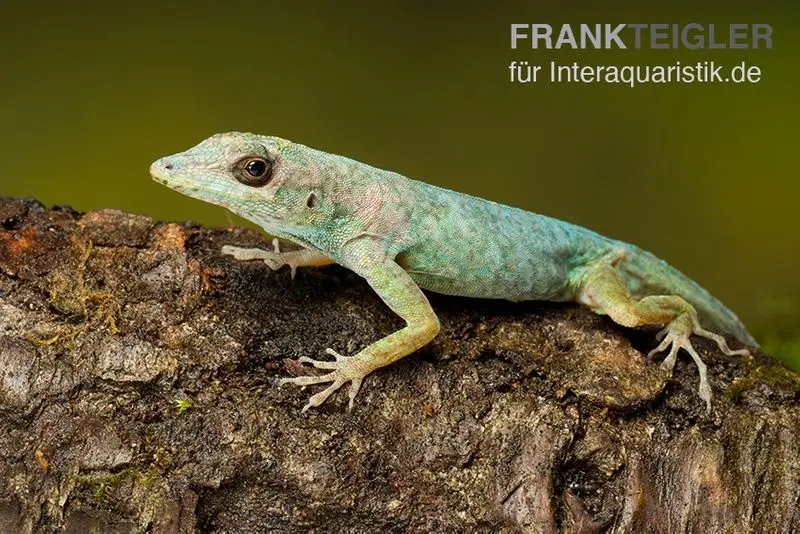 Martinique-Anolis, Anolis roquet roquet