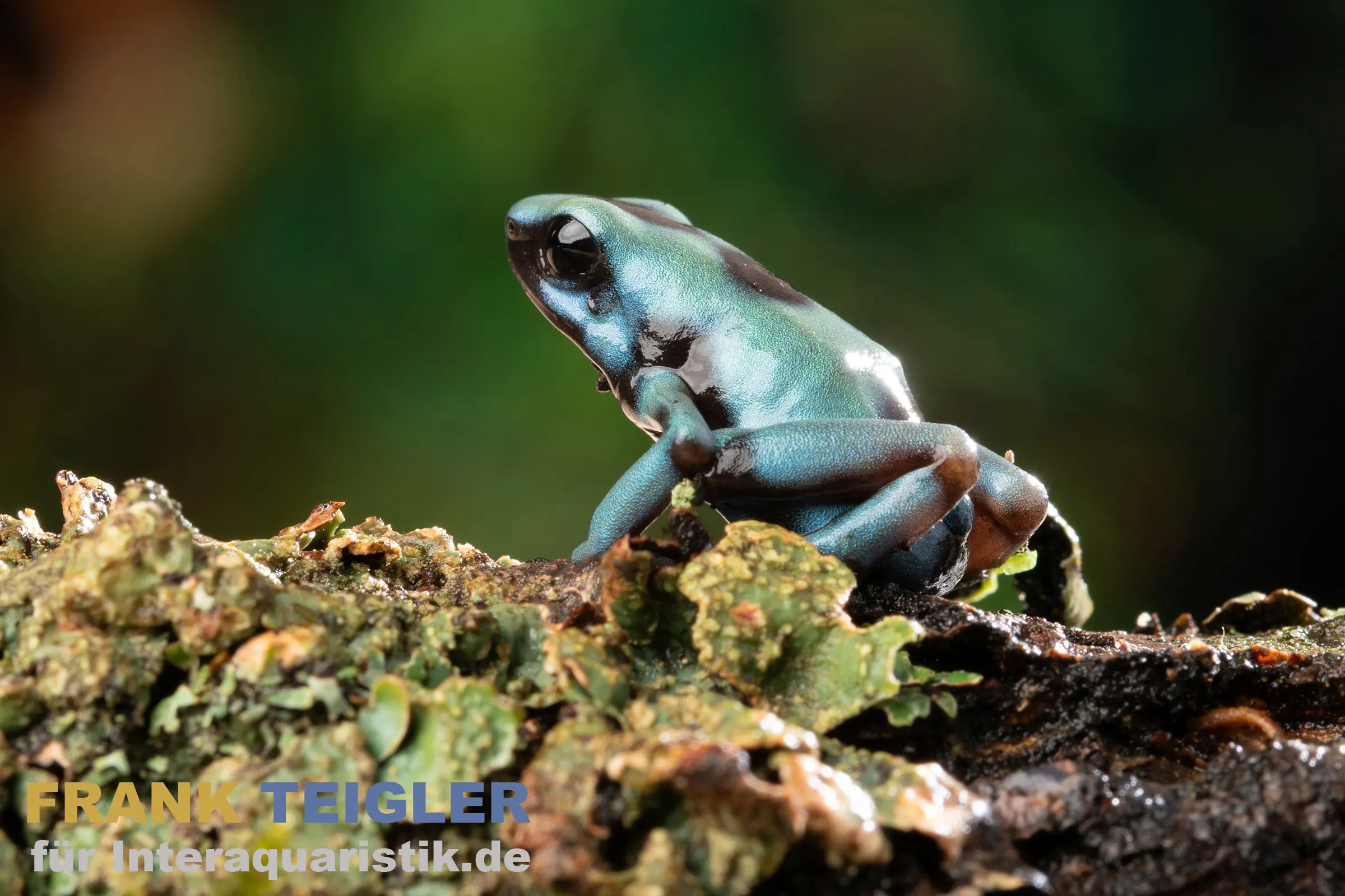 El Cope Pfeilgiftfrosch, Dendrobates auratus El Cope