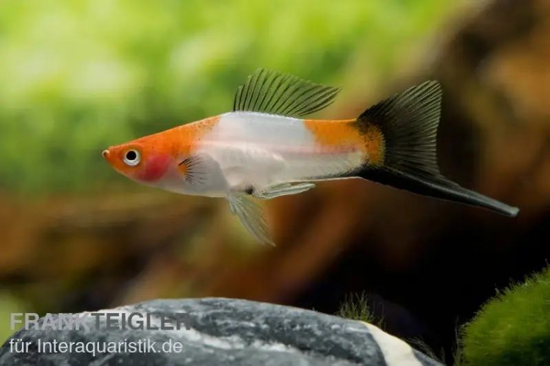 Koi-Schwertträger rot-weiß-schwarz (tricolor), Xiphophorus helleri