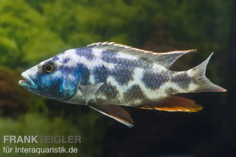 Schläfer, Nimbochromis livingstonii, ca. 4,0-6,0 cm