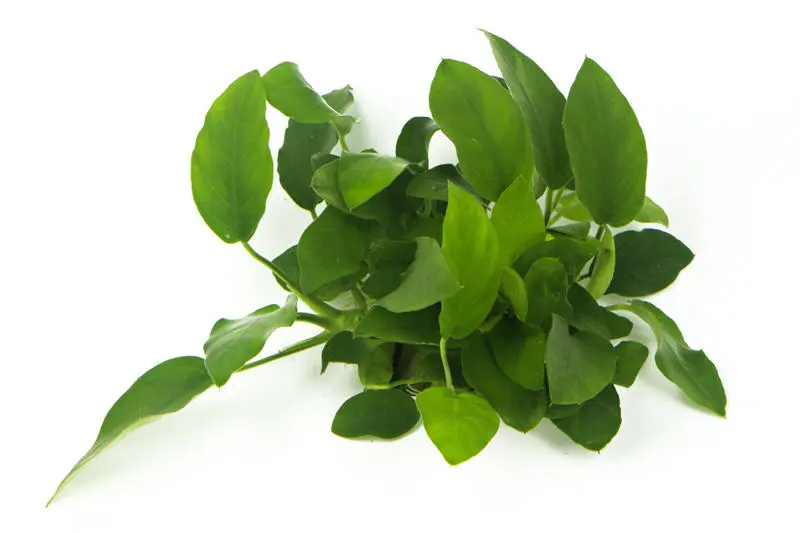 Zwergspeerblatt, Anubias nana, XL Topf, Mutterpflanze