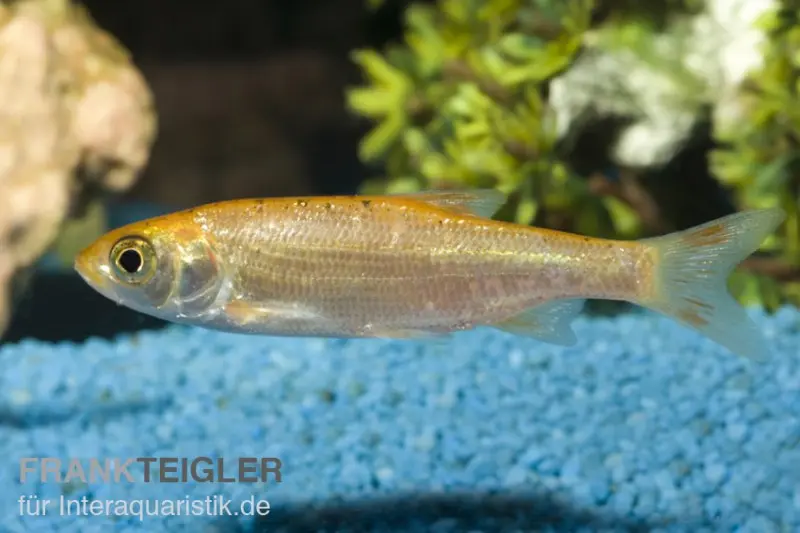 Goldorfe, Leuciscus idus (Kaltwasser), 7-10 cm