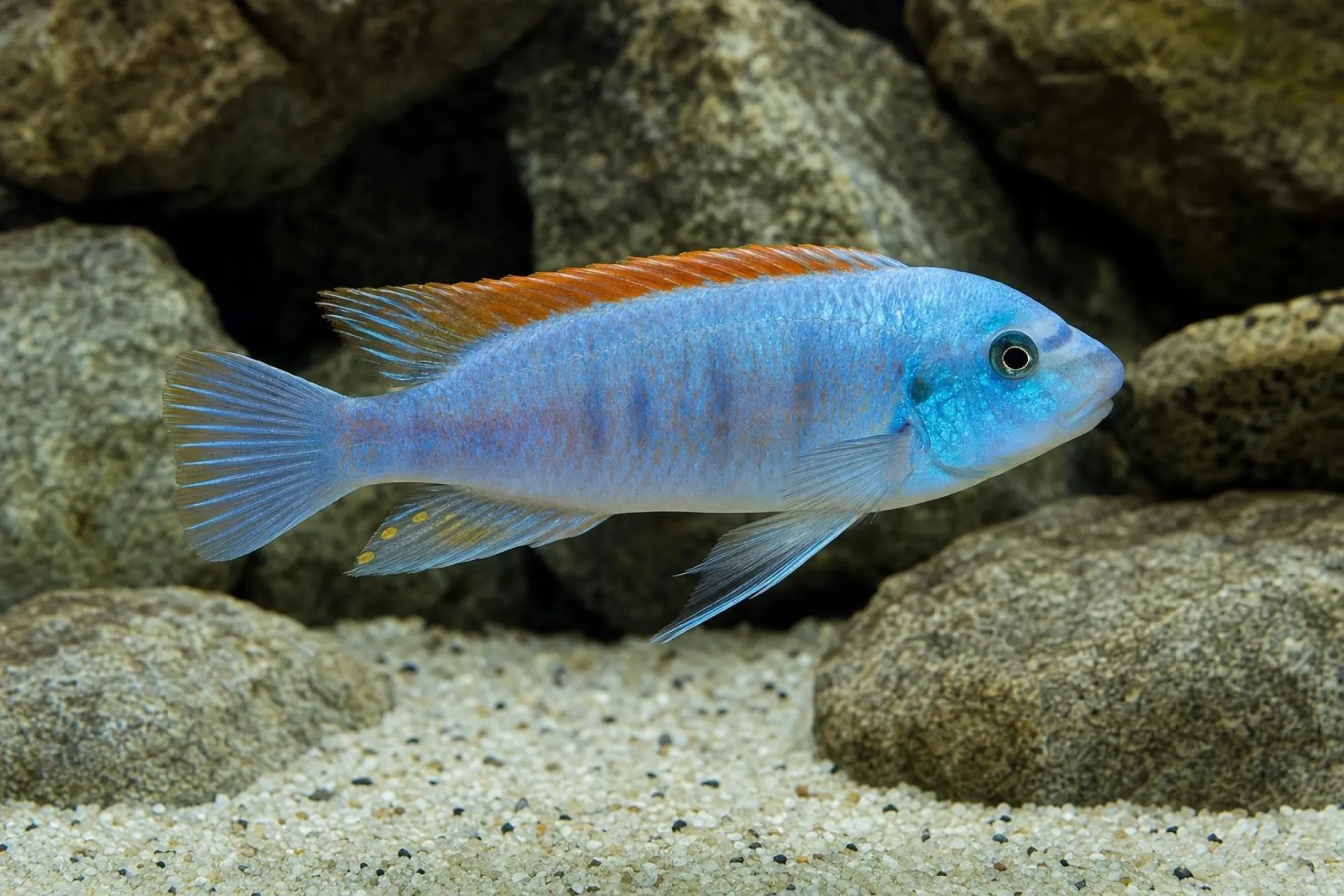 Gestreckter Schabemundbuntbarsch „Marmalade“, Labeotropheus trewavasae, ca. 3,0-4,0 cm