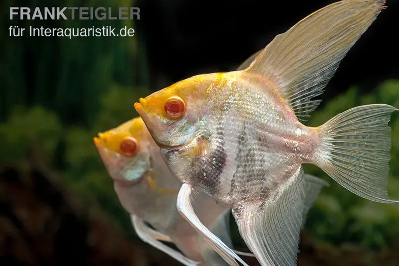 Albino-Goldmarmor-Skalar, Pterophyllum scalare, 3-4 cm
