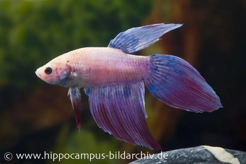 Long Tail Kampffisch lavender, Männchen, Betta splendens