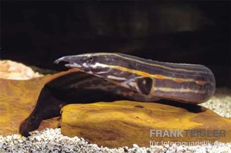 Feuerstachelaal, Mastacembelus erythrotaenia
