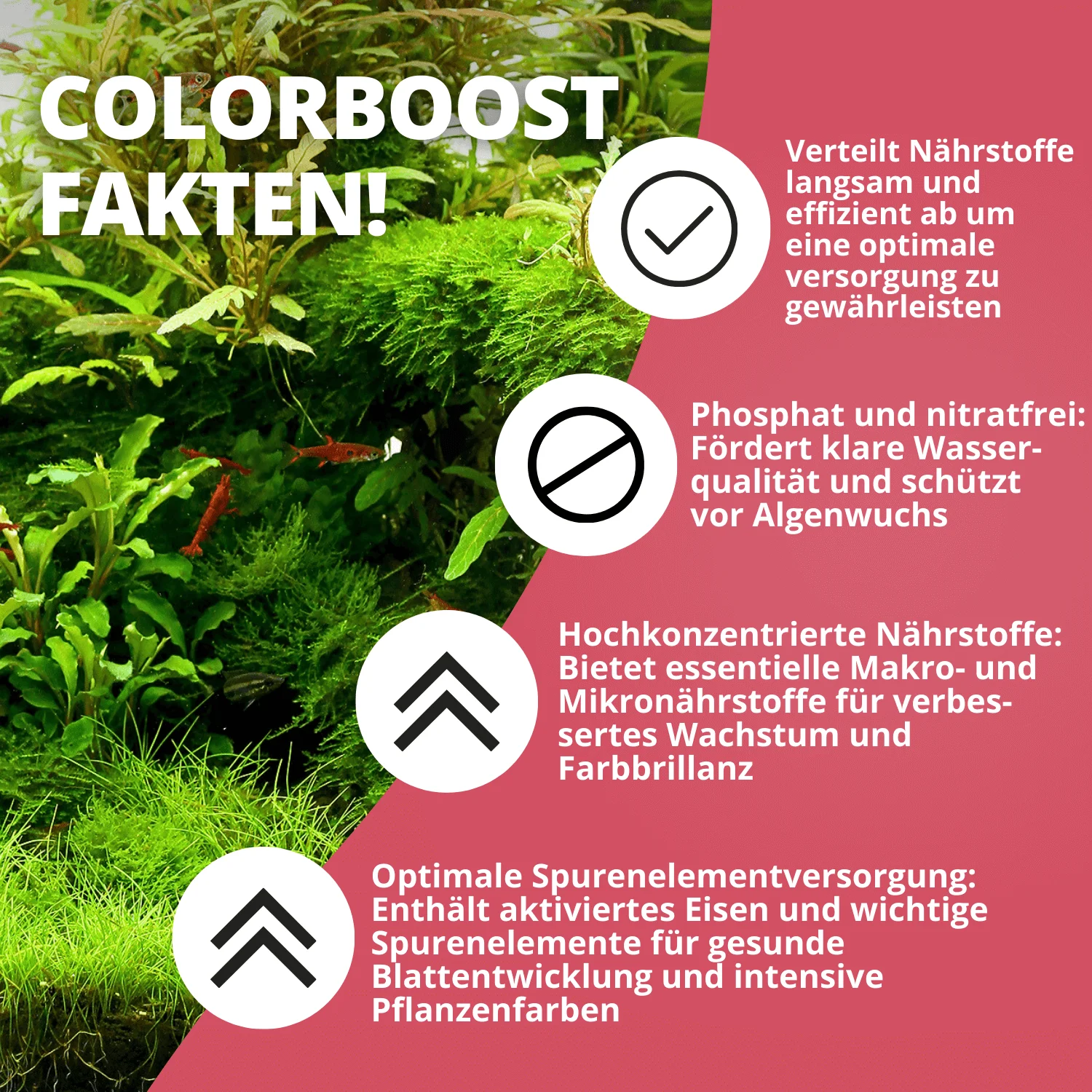 Infografik zu ColorBoost Dünger für Aquarienpflanzen