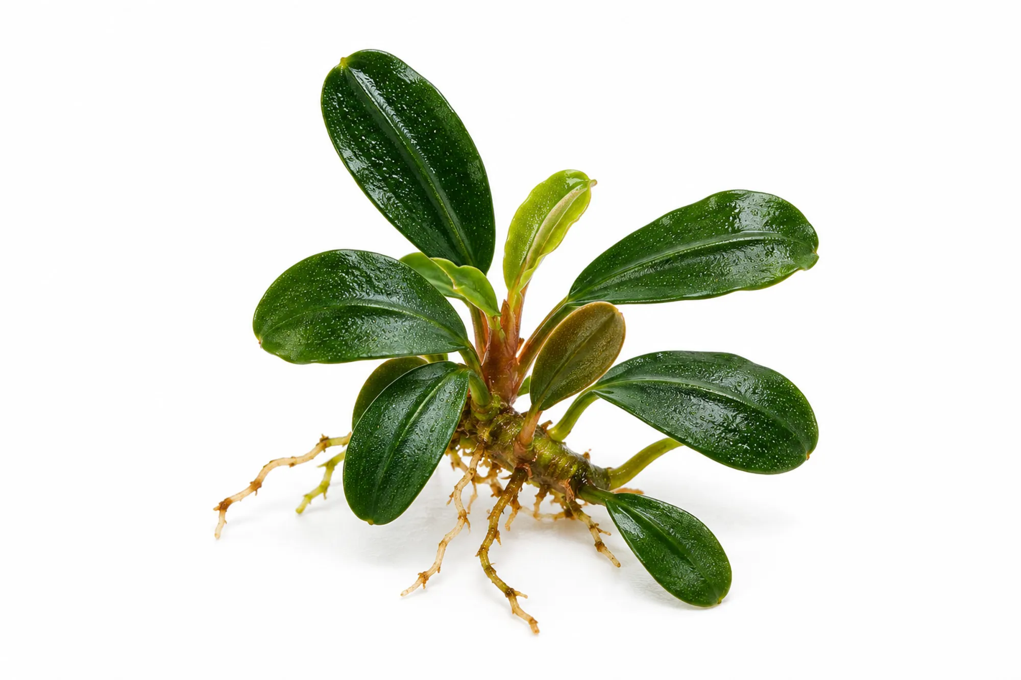 Bucephalandra Phoenix als kleine lose Rhizompflanze mit dunkelgrünen ovalen Blättern und sichtbaren Wurzeln