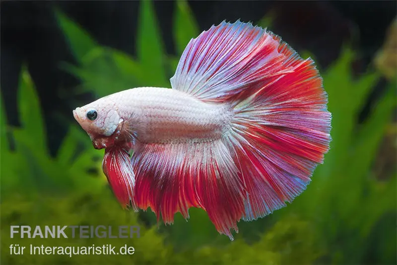Halfmoon Kampffisch Multicolor NZ, Männchen, Betta splendens