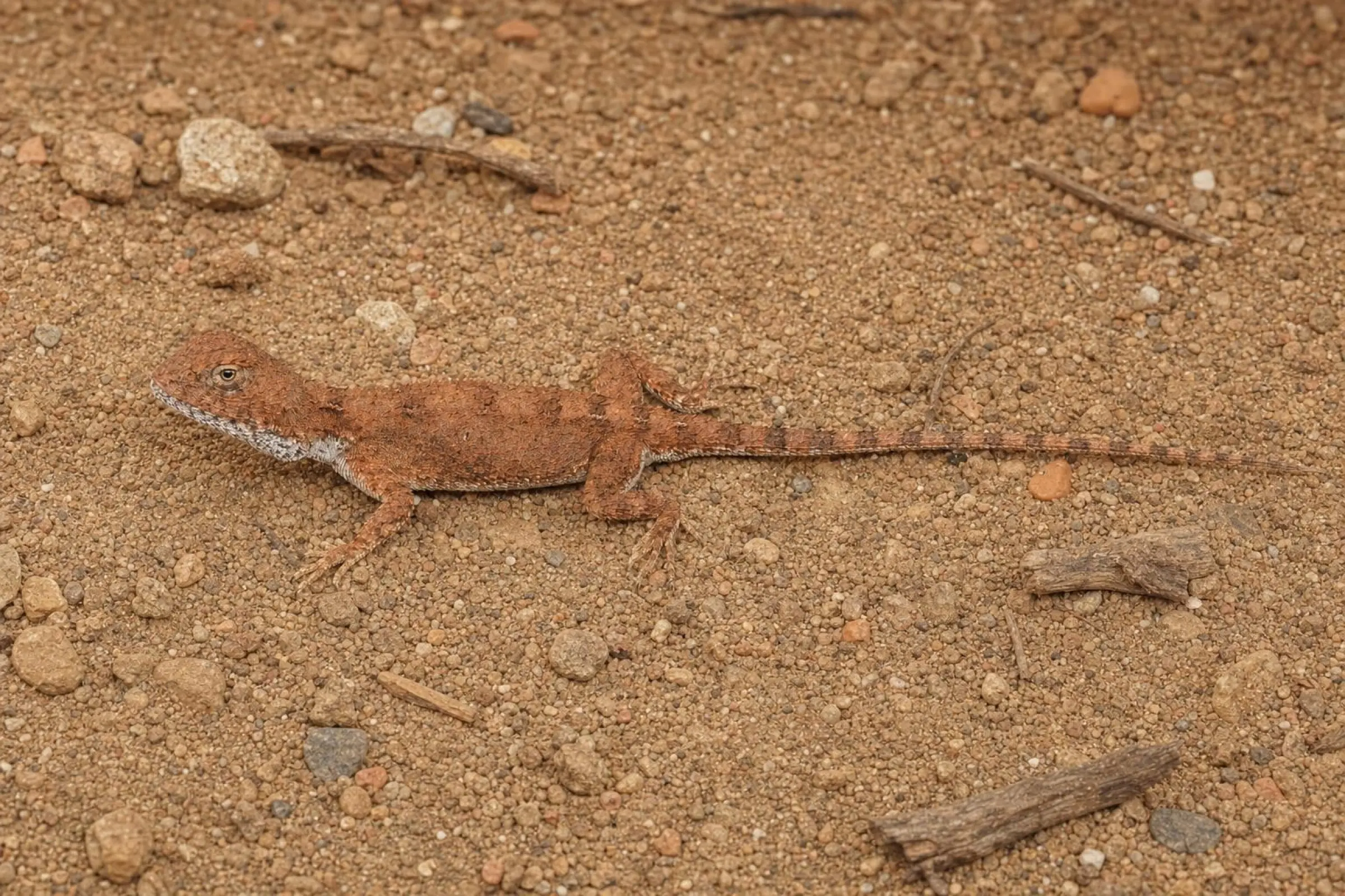 Zentralaustralische Taubagame – DNZ-Weibchen, Tympanocryptis centralis