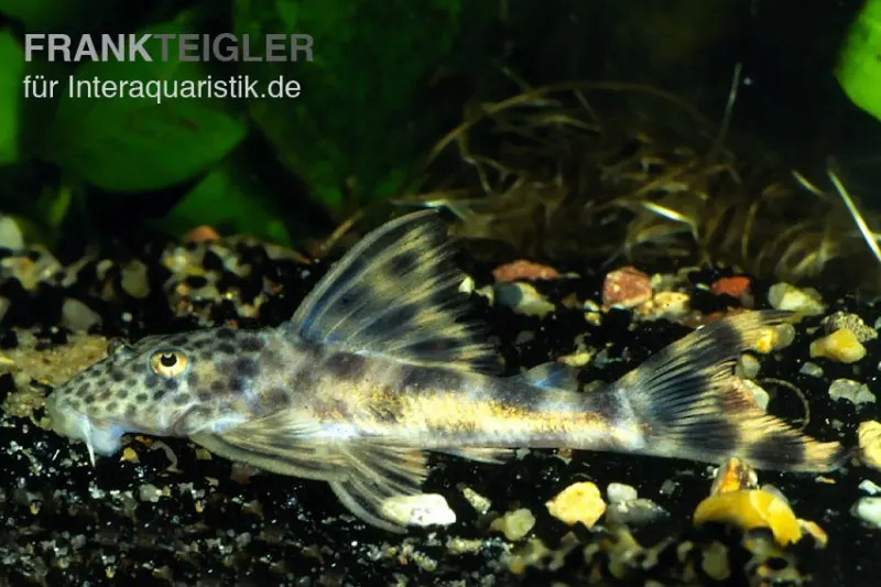 Punktierter Zwergschilderwels, L006, Peckoltia oligospila