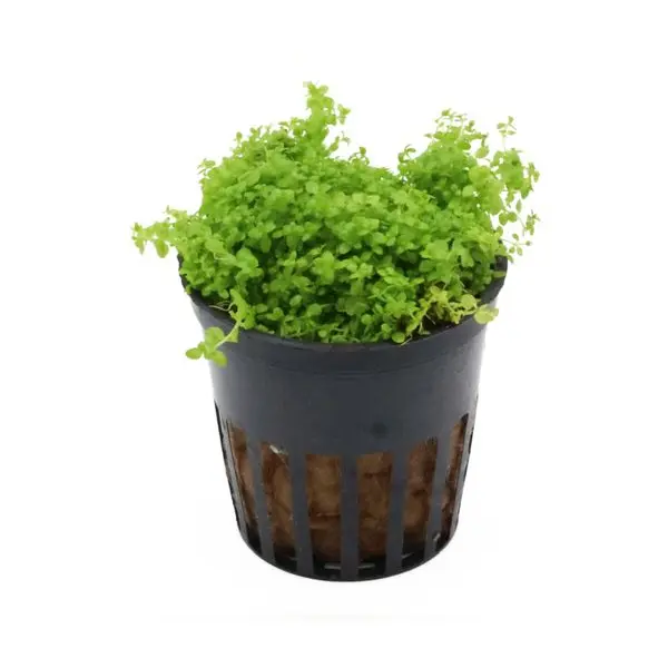 Aquarienpflanzen für Nanoaquarien