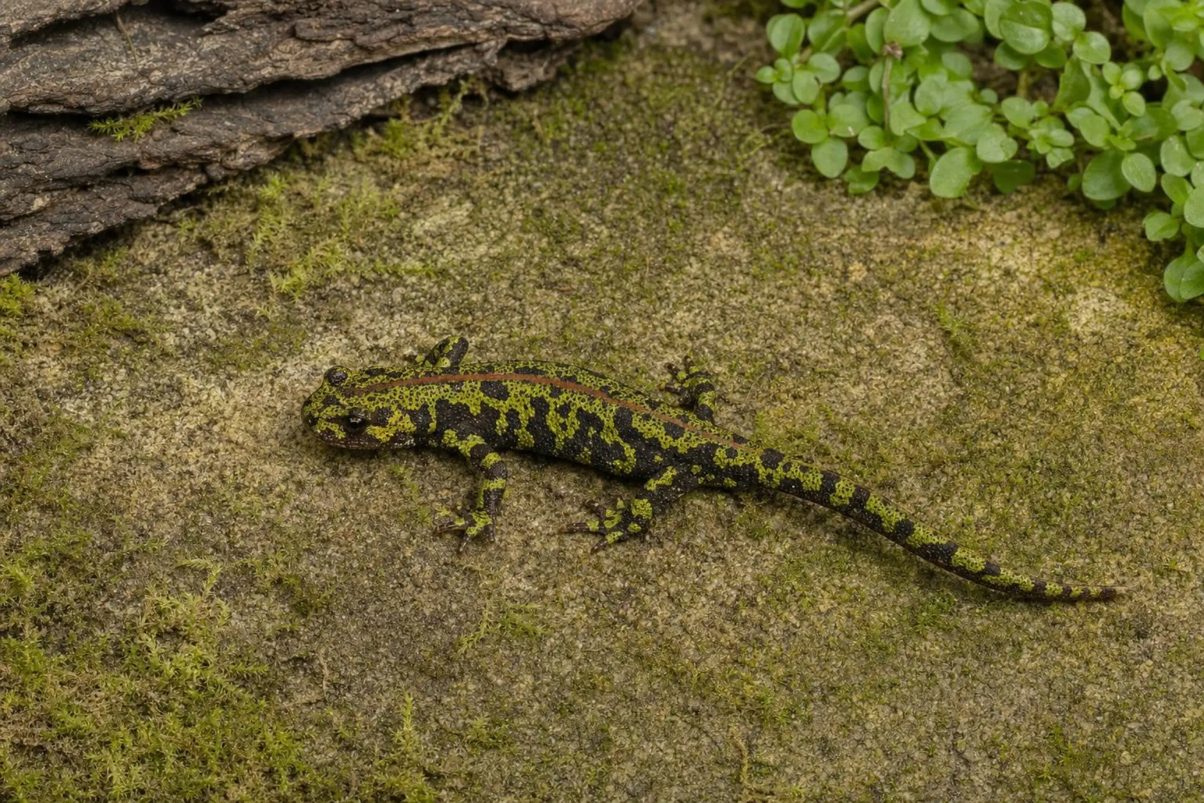 Marmormolch aus Nachzucht, Triturus marmoratus