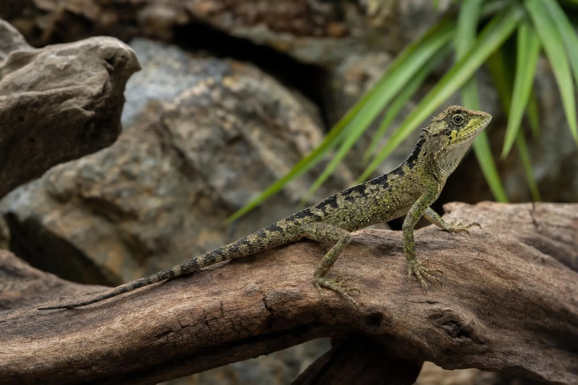 Schwarzkopf-Nackenstachler, Acanthosaura lepidogaster