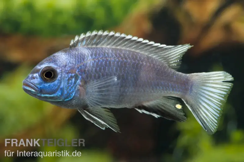 Gelbschwanz-Maulbrüter, Pseudotropheus spec. acei Luwala, 4-6 cm DNZ