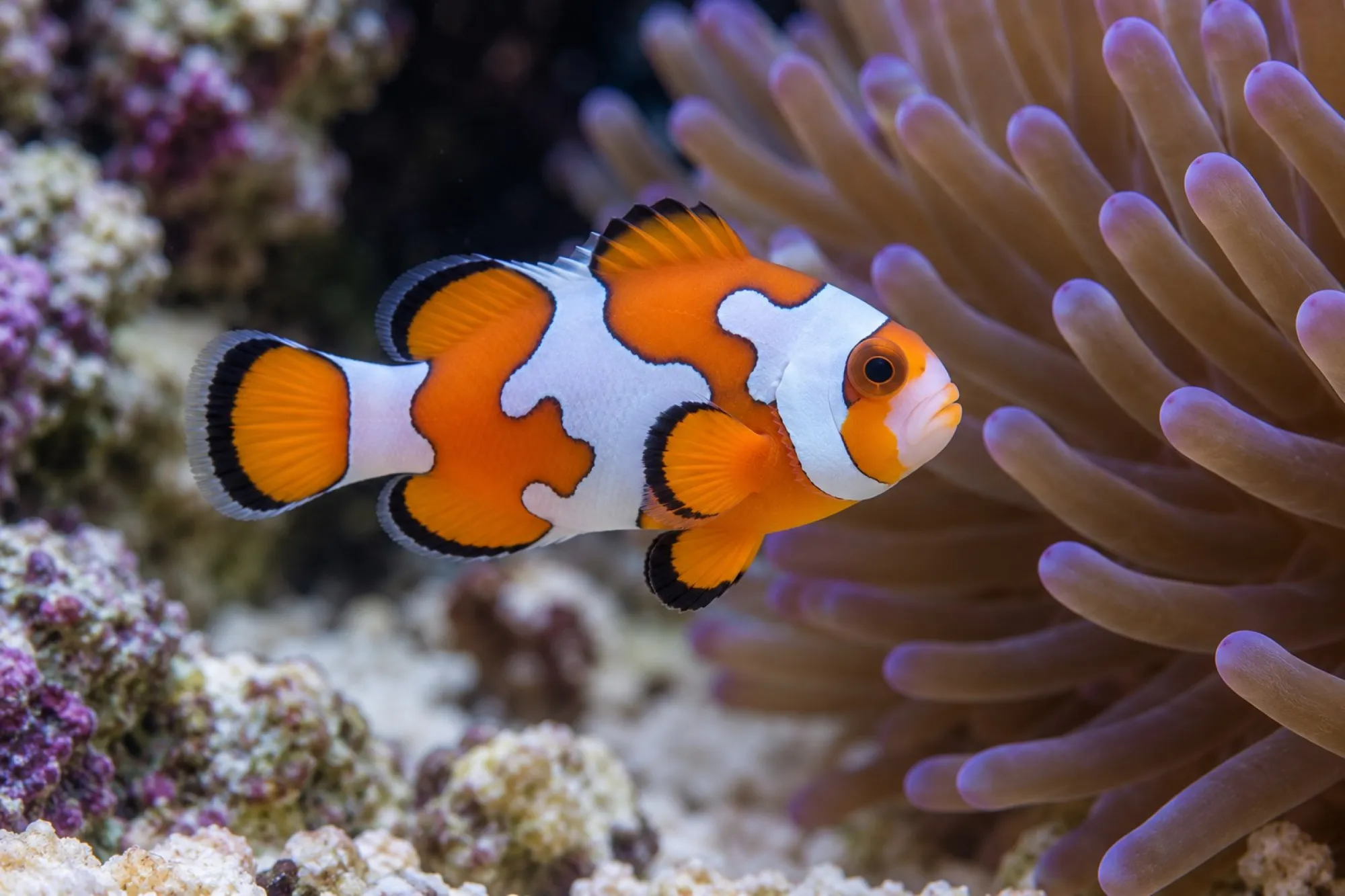 Ocellaris-Clownfisch „Orange Storm“ Nachzucht, Amphiprion ocellaris