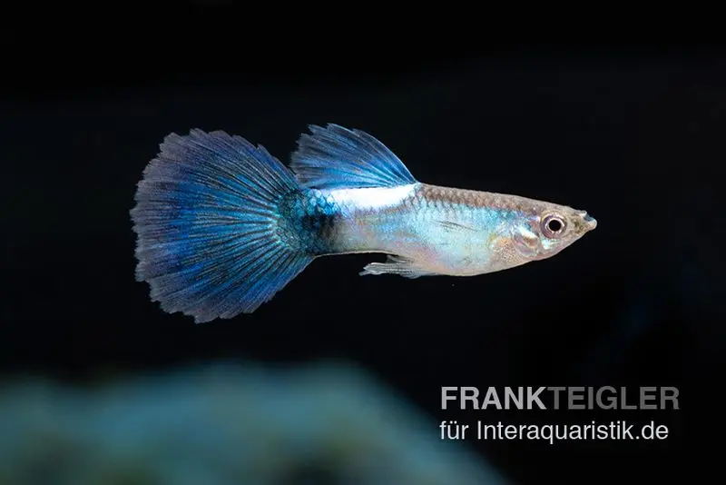 Guppy Blue Queen, Poecilia reticulata, paarweise