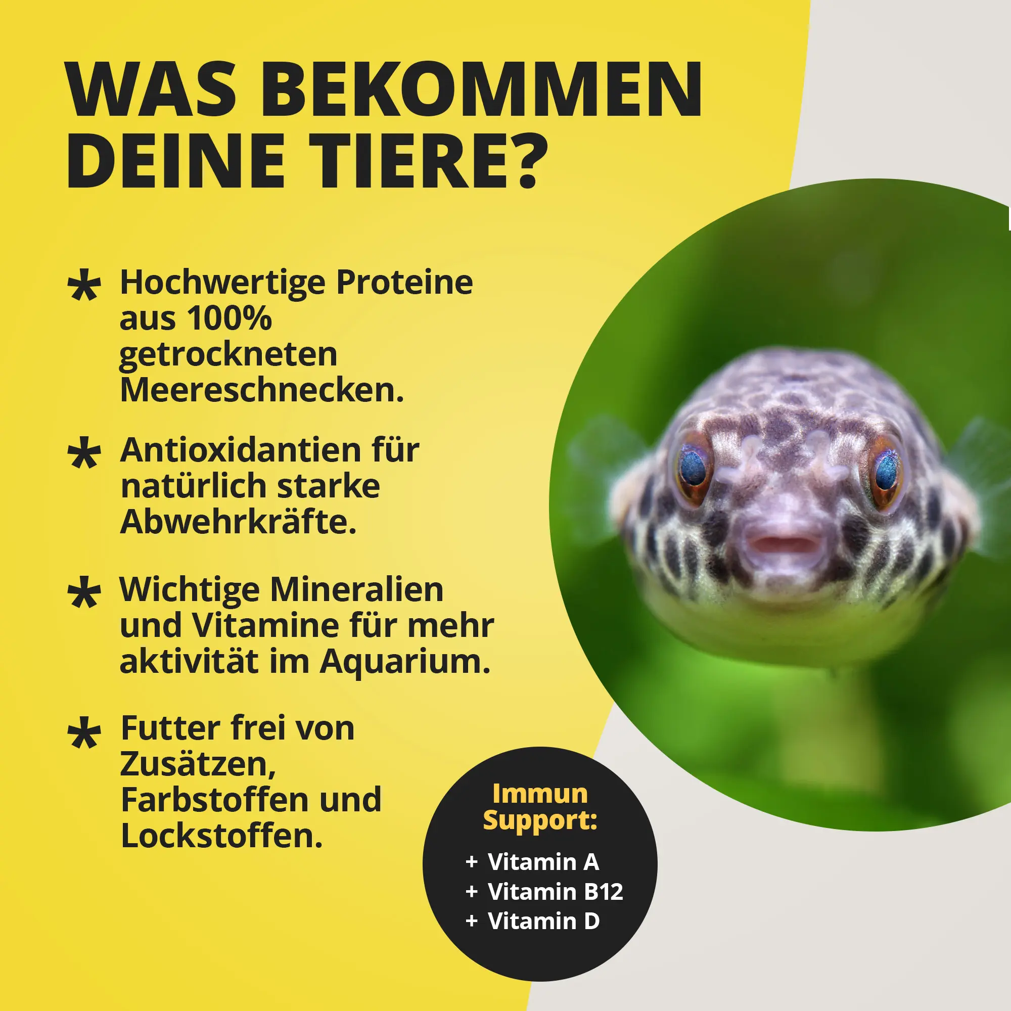 Porträt eines bunten Aquarienfisches neben Futterinfos