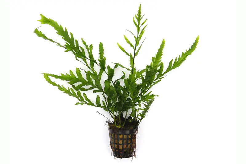 Kongowasserfarn, Bolbitis heudelotii, XL Topf, Mutterpflanze