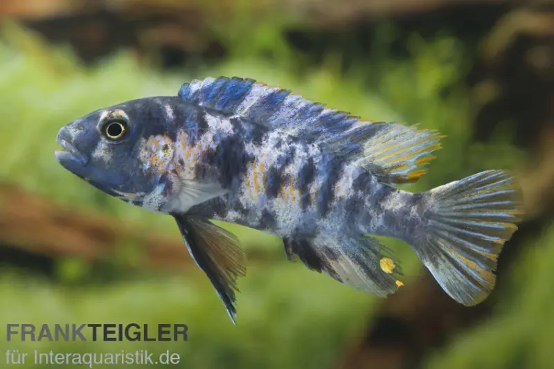 Schabemaul-Buntbarsch, Labeotropheus trewavasae "OB" gescheckt