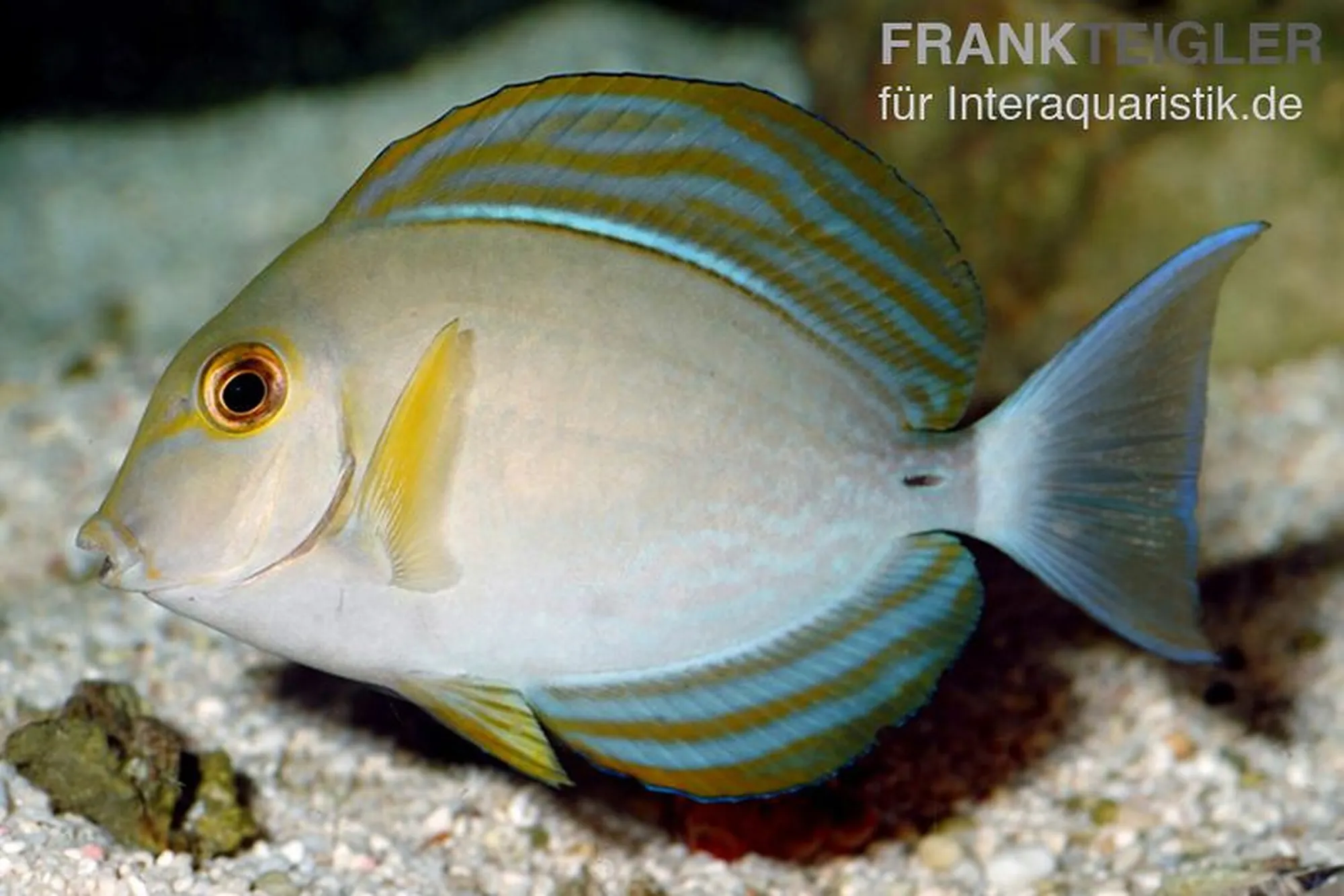 Gelbmasken-Doktorfisch, Acanthurus xanthopterus