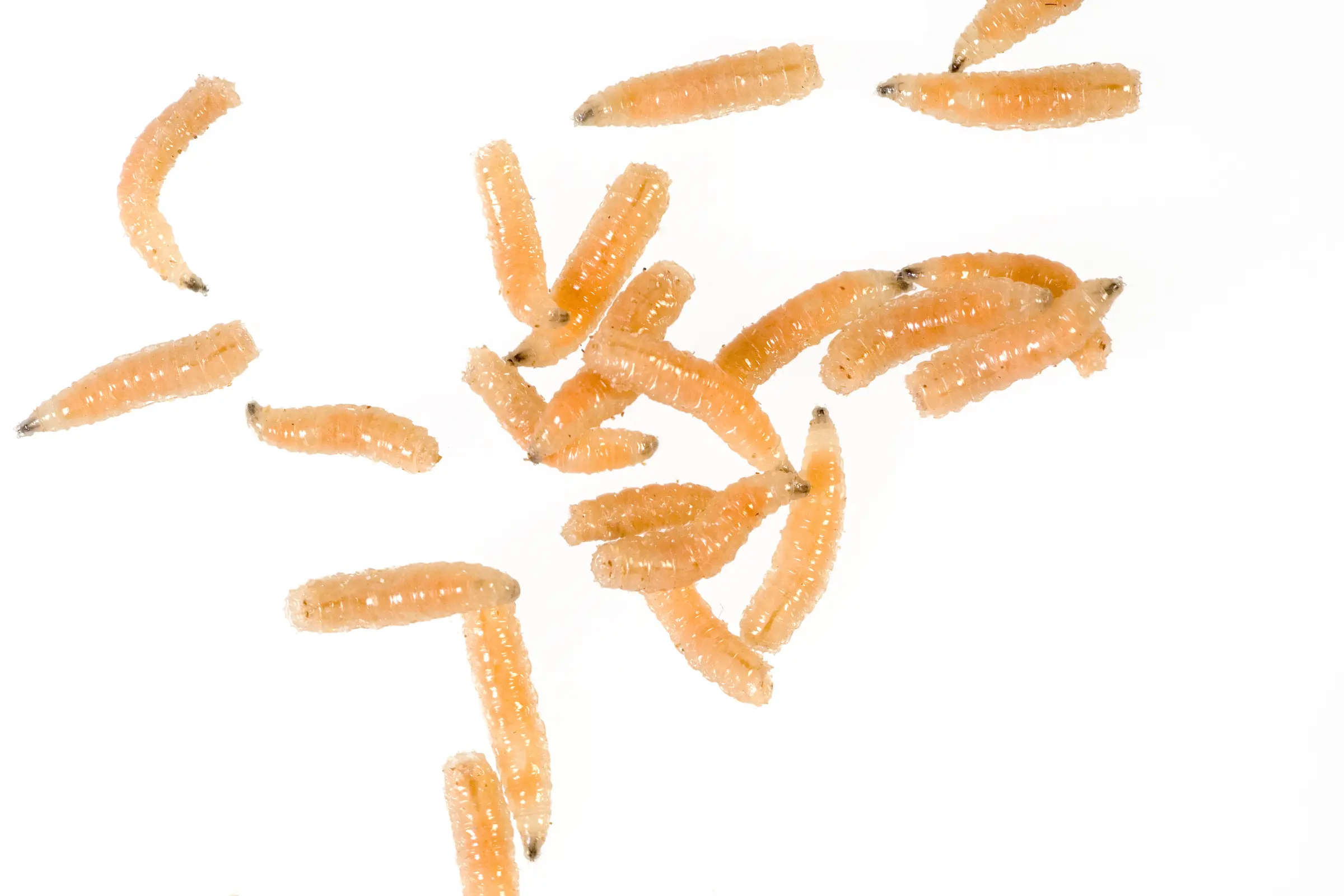 Fleischfliegen Maden, Sarcophagidae sp., 30 g