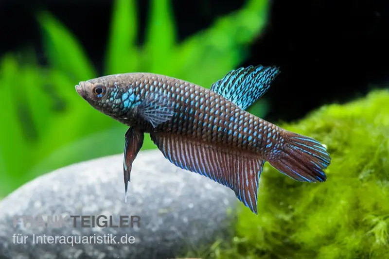 Smaragd-Kampffisch, Betta smaragdina