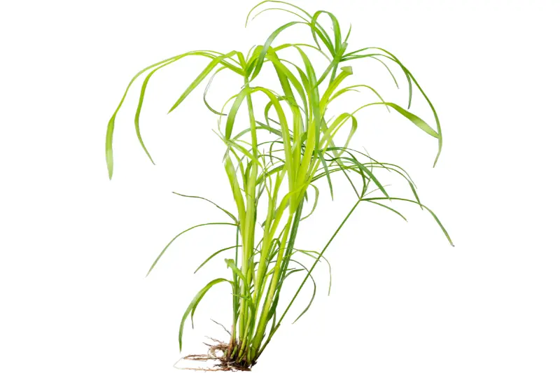 Zwergpapyrus, Cyperus alternifolius, im Topf