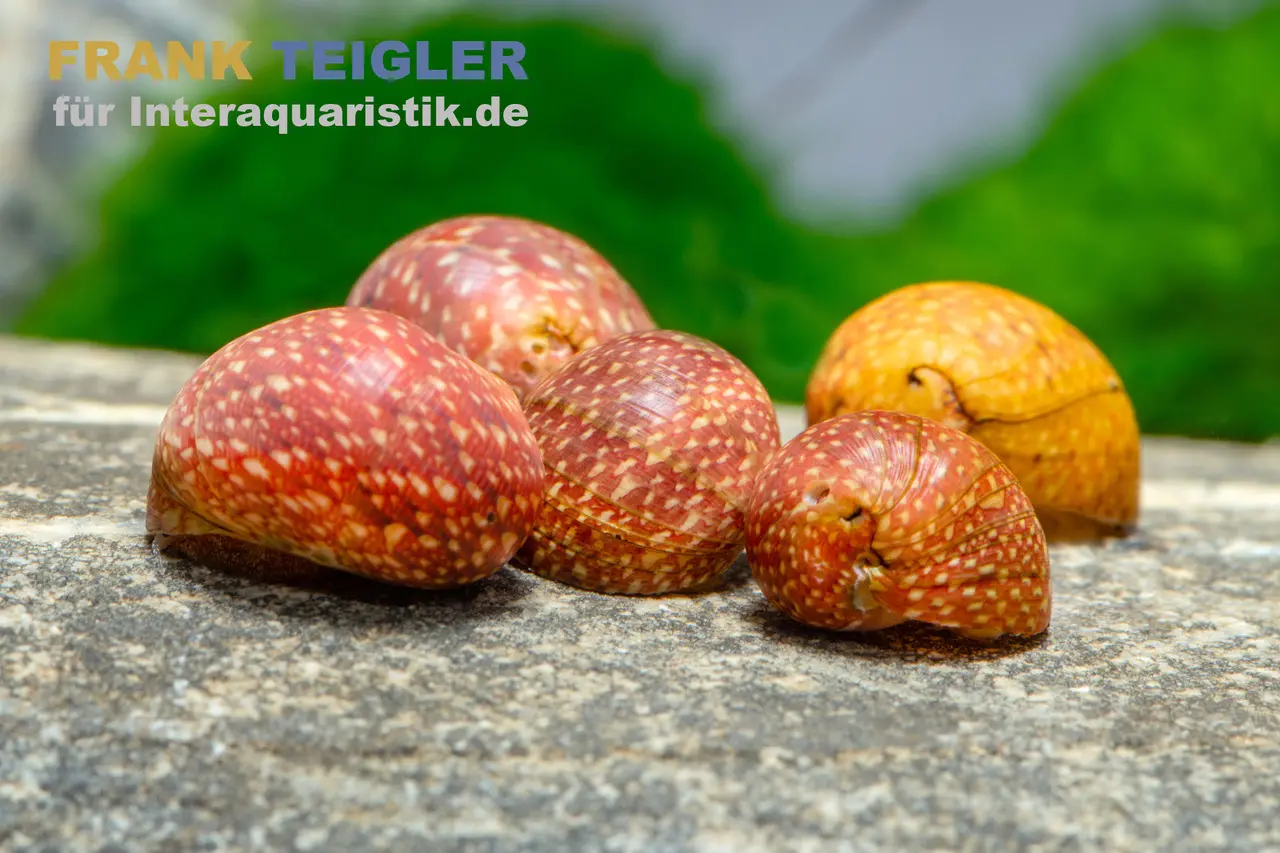 Mini-Rennschnecke Fancy Pink, Clithon sp. Fancy pink