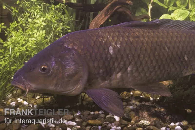 Schuppenkarpfen, Cyprinus carpio, 10-12 cm
