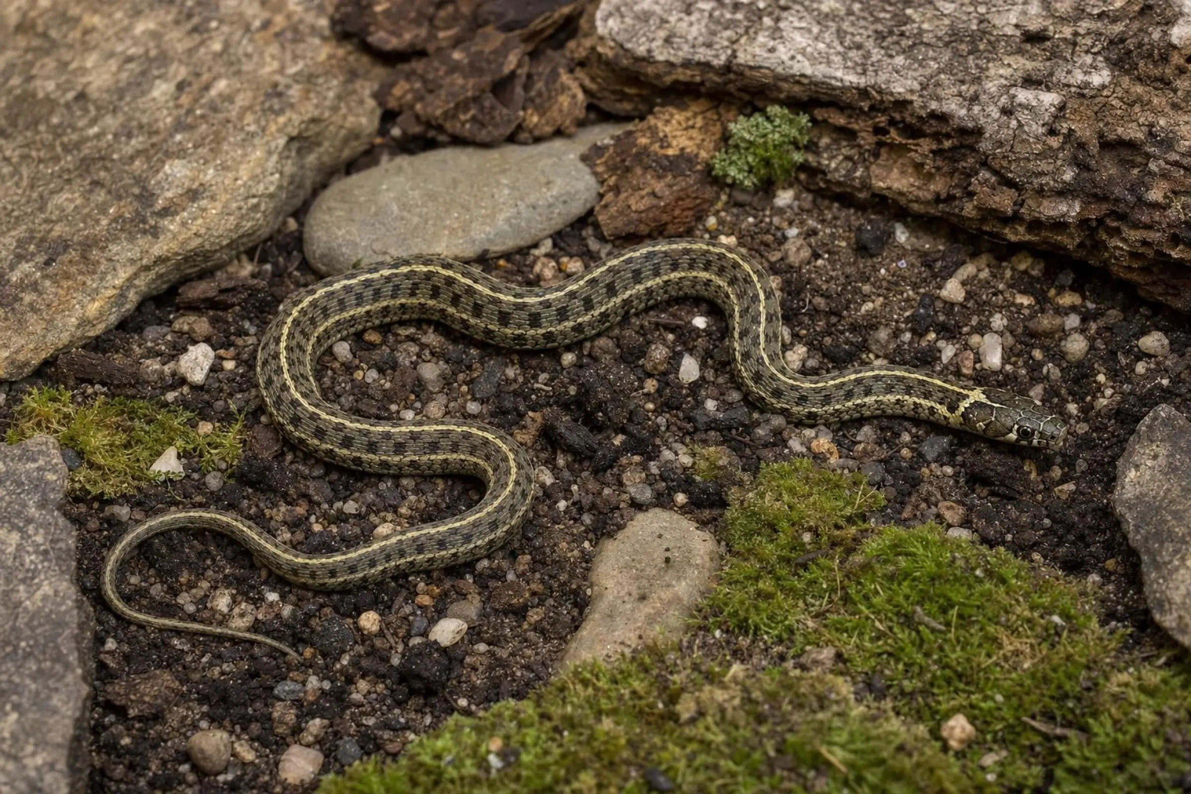 Mexikanische Hochland-Strumpfbandnatter aus Nachzucht, Thamnophis scaliger