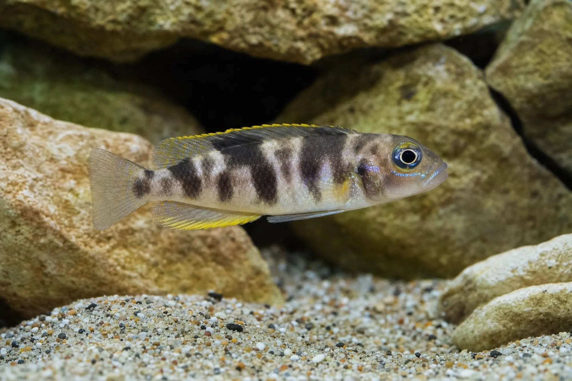 Boulengers Schneckenbuntbarsch, Lepidiolamprologus boulengeri