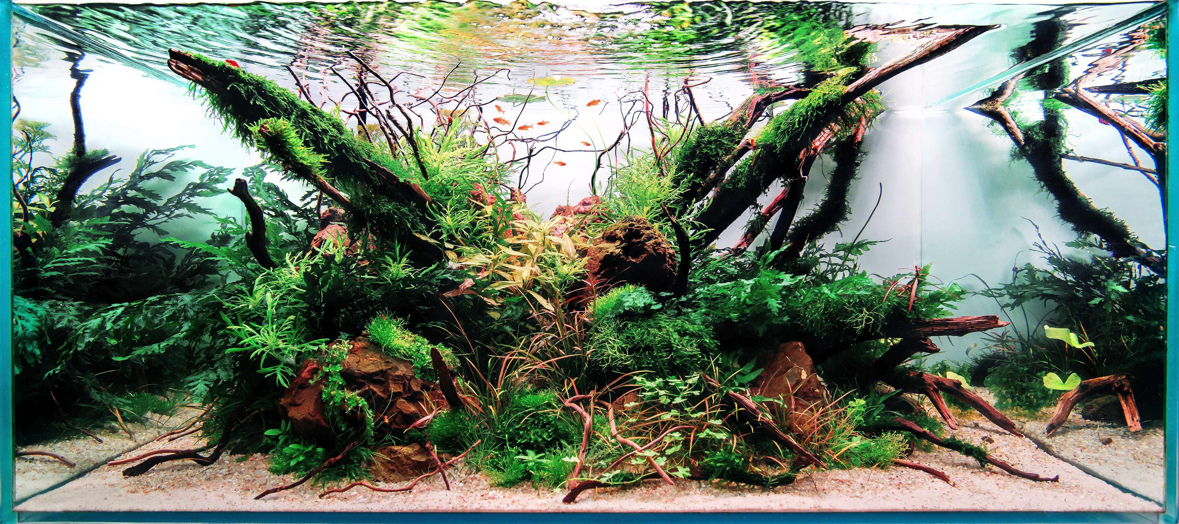 Beispiel für ein üppig und harmonisch bepflanztes Gesellschaftsaquarium mit gesunden Wasserpflanzen