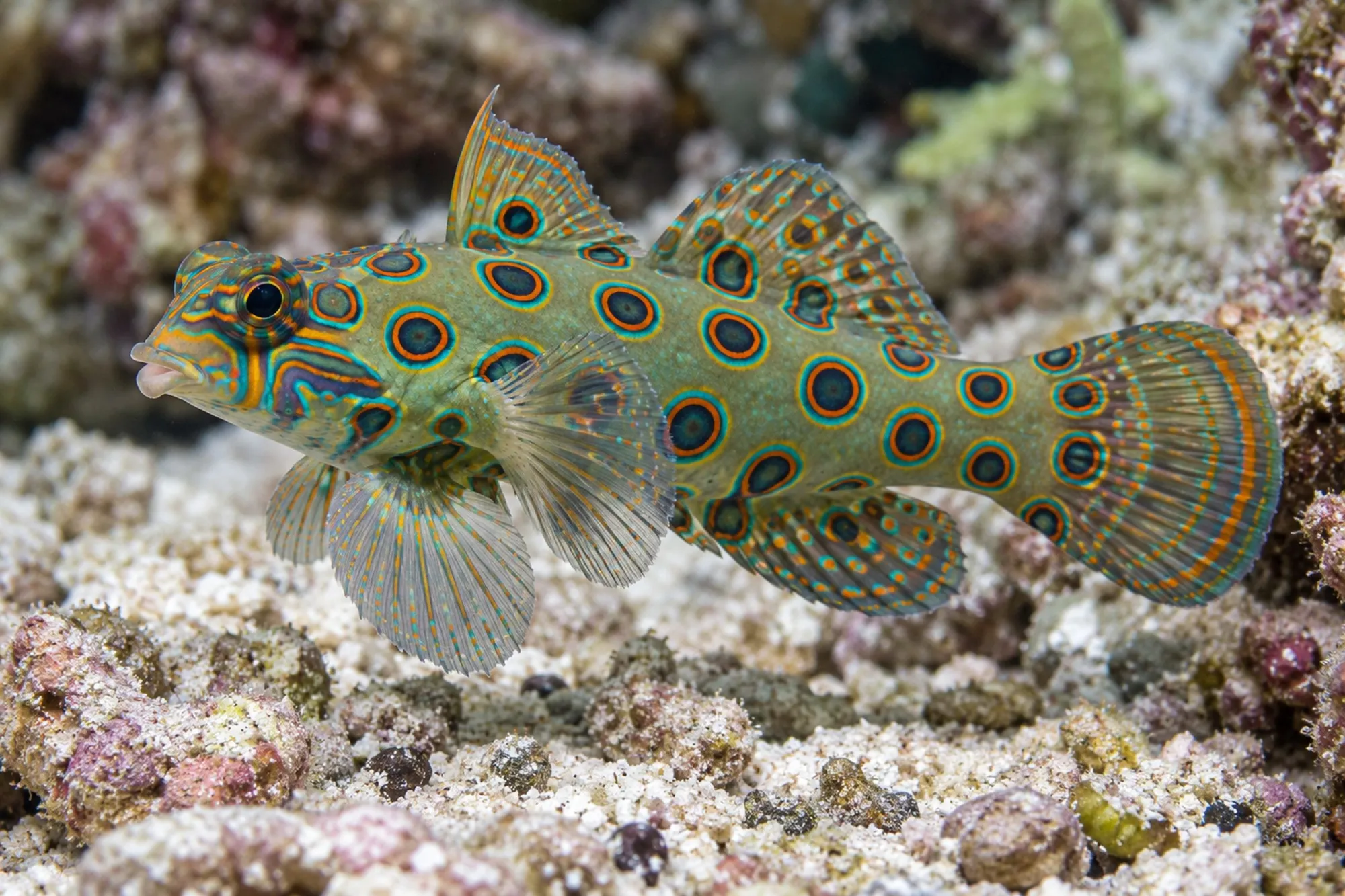 LSD Leierfisch, Synchiropus picturatus