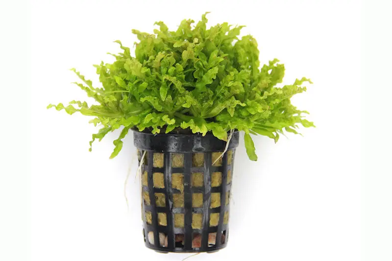 Sternkraut, Pogostemon helferi, im Topf