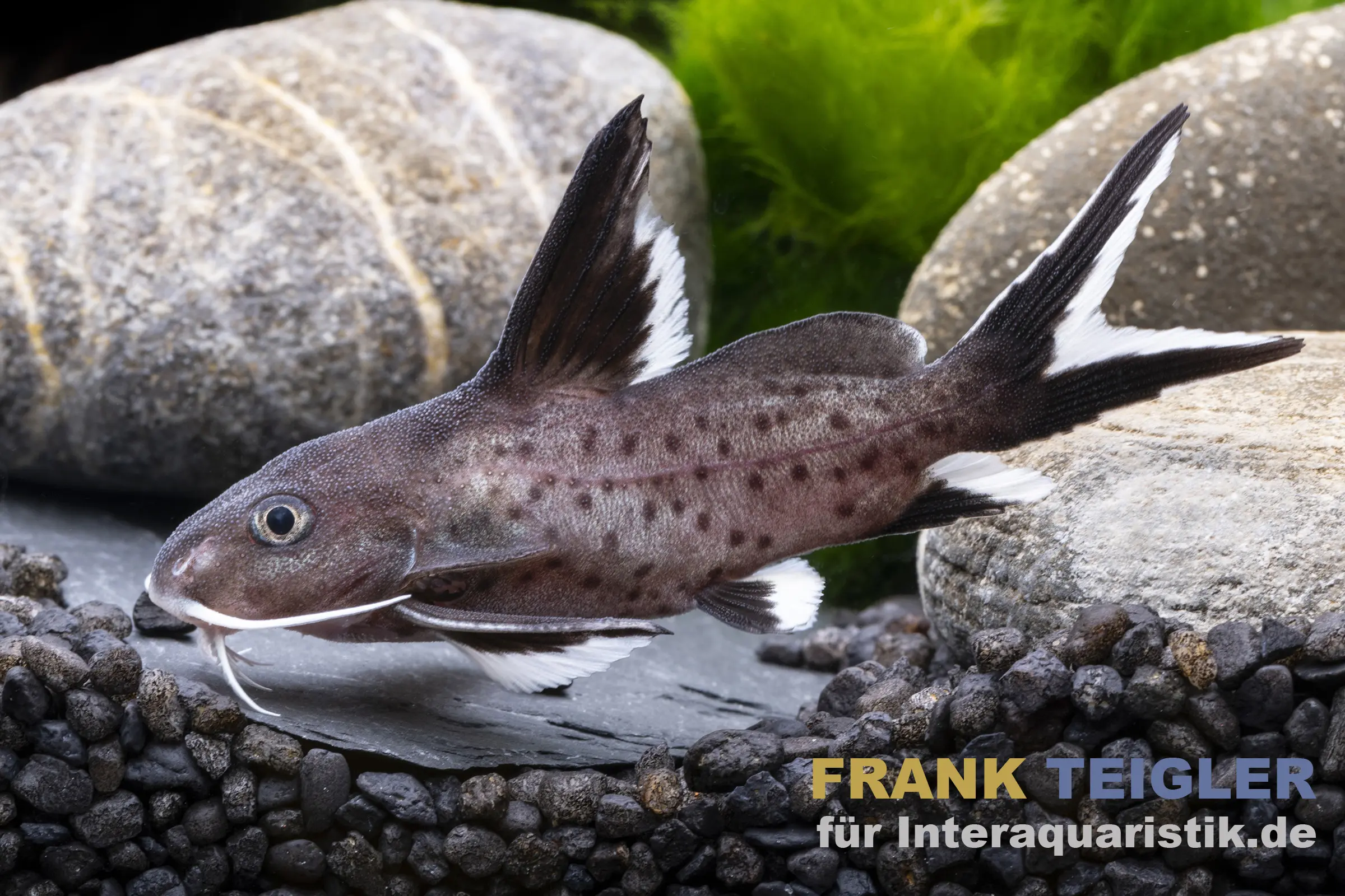 Gefleckter Süßwasserfisch mit langen Barteln im Aquarium, umgeben von Steinen und grüner Vegetation