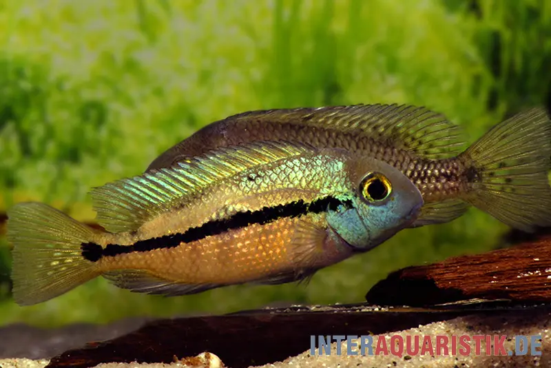 Nicaraguabuntbarsch, (ex. Cichlasoma) Hypsophrys nicaraguense