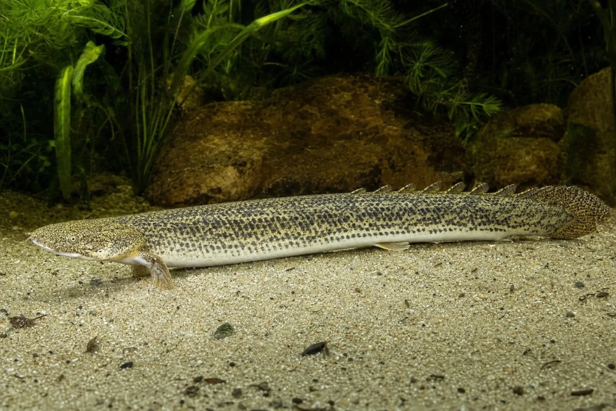 Cross-River-Flösselhecht, Polypterus teugelsi, ca. 10,0 cm