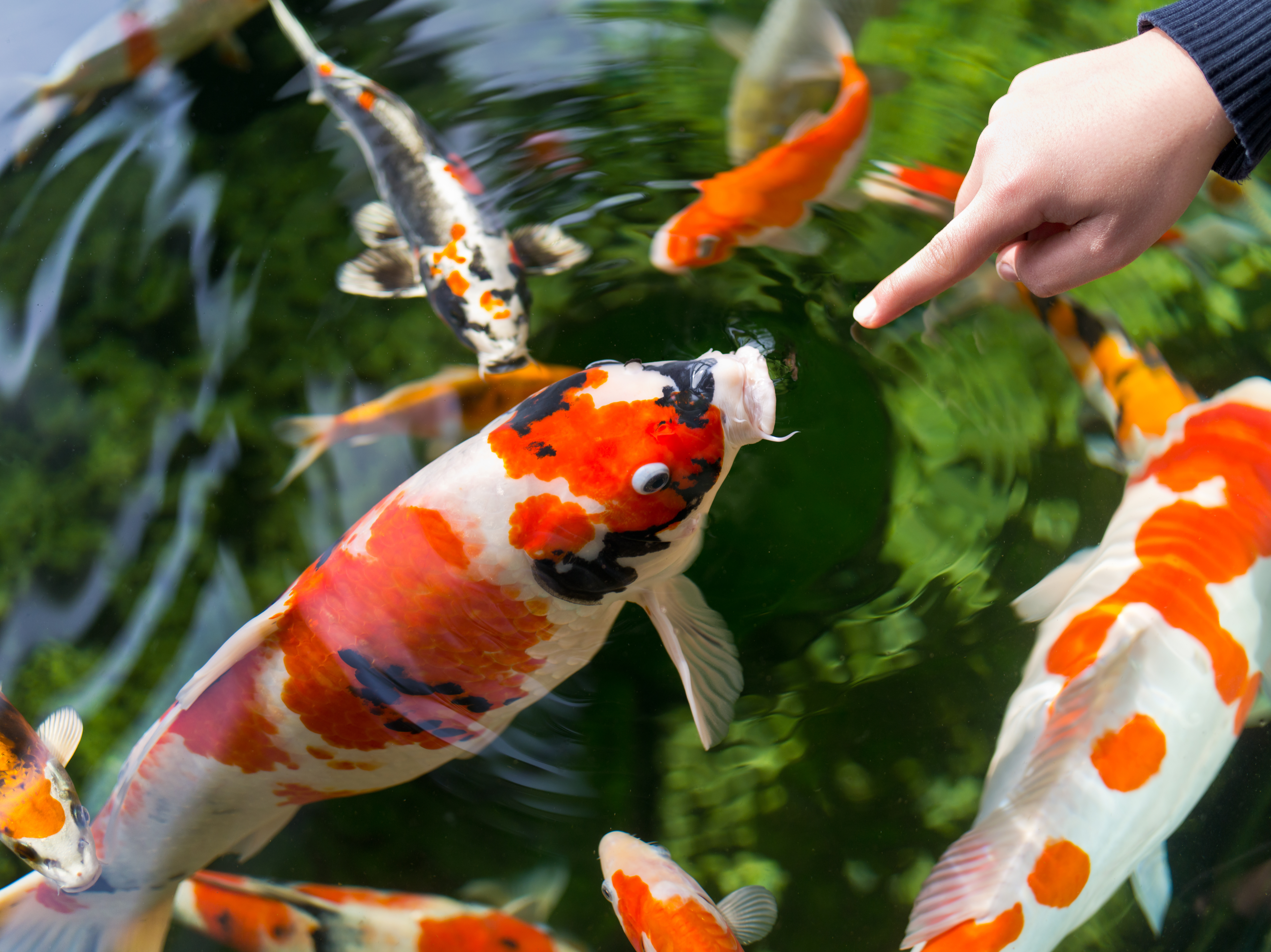 Koi-Karpfen frisst zutraulich Futter direkt aus der Hand des Besitzers
